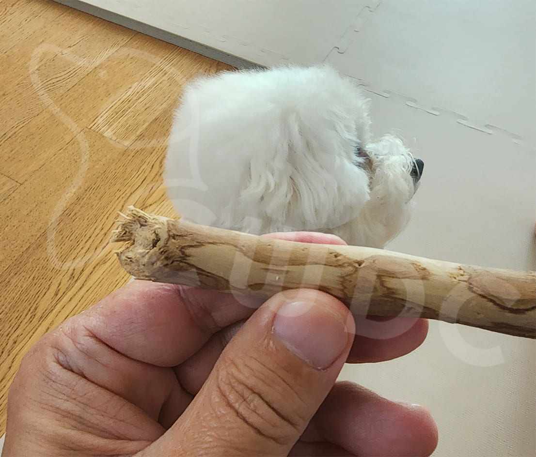 Odpowiednia Długość Sesji Żucia Kawałków Drewna Kawowego dla Twojego Psa