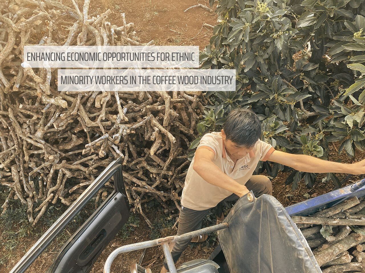 Gryzaki dla psów Premiumowy Coffee Wood Dog Chew od CWDC Vietnam