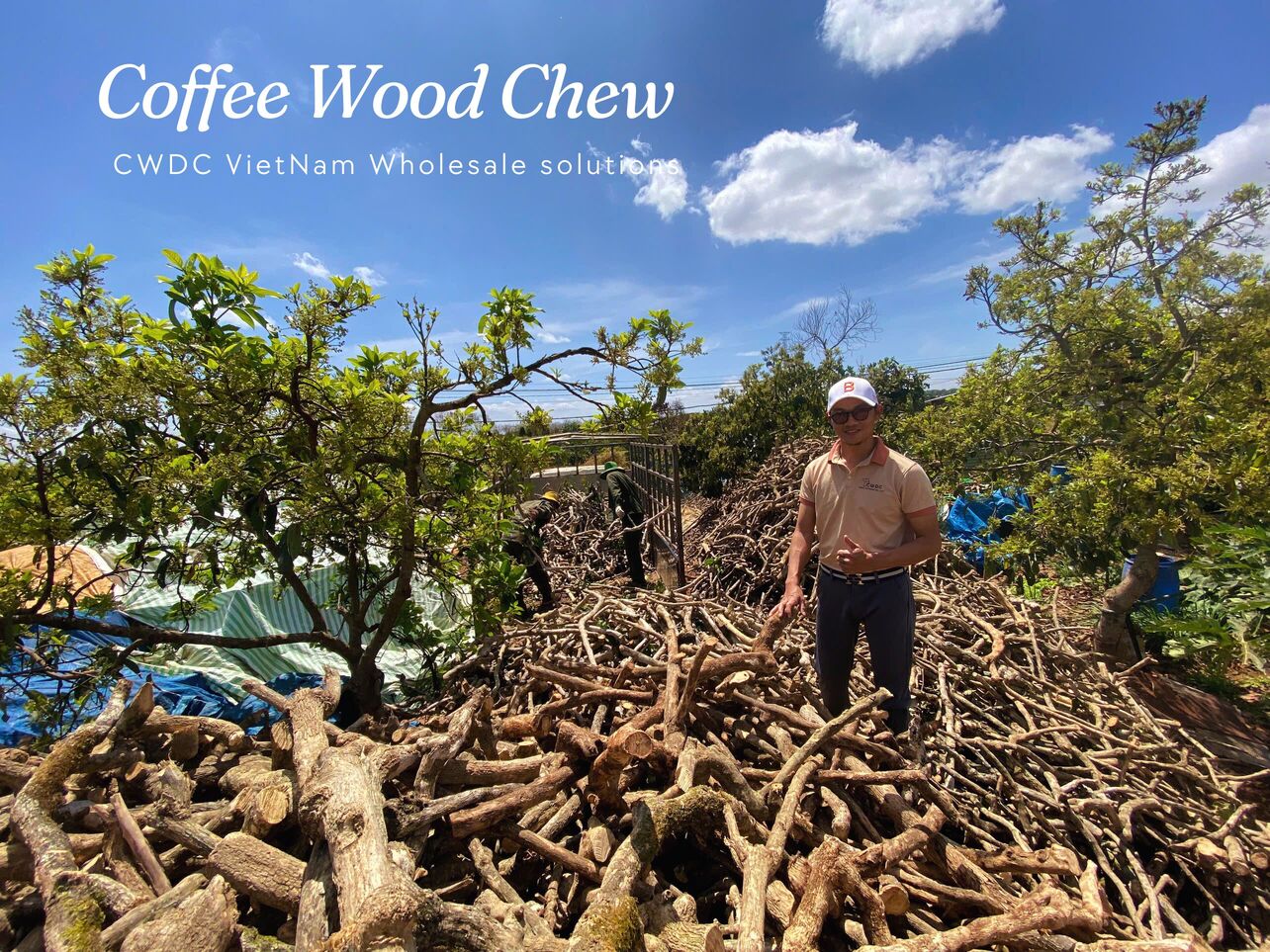 coffee-wood-dog-chew-organic-dog-chews-sustainable-exports-from-vietnam-naturally-better-for-pets-naturally-better-for-the-planet